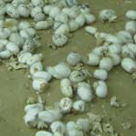 dechets de cocons